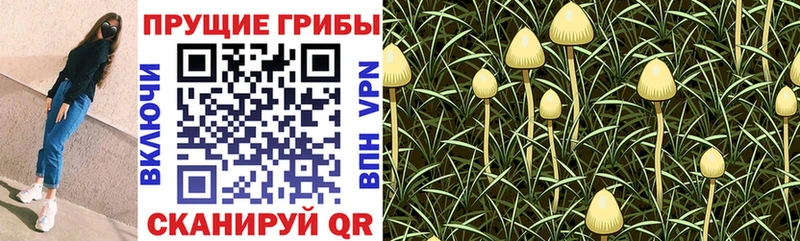 где найти   Катайск  OMG маркетплейс  Галлюциногенные грибы GOLDEN TEACHER 